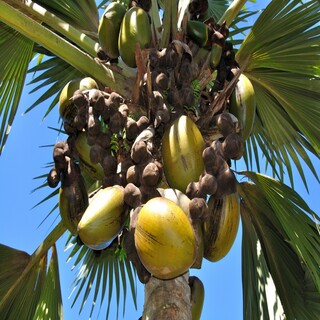 Frutas de palma